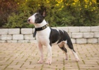 Miniaturn bullterrier