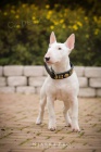 Miniaturn bullterrier