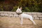 Miniaturn bullterrier