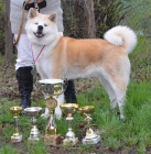 Akita inu s PP