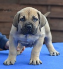 BOERBOEL  S PP -  fenka