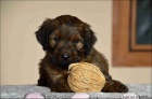 Briard tntka - kennel DALIDO