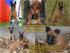 Belgick ovk malinois s PP - ihned k odbru