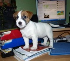 Jack Russell Terrier