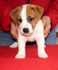 Jack Russell Terrier