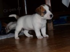 Jack Russell Terrier