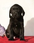 Labradorsk retriever s PP