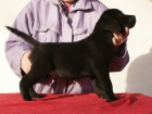 Labradorsk retriever s PP