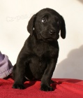 Labradorsk retriever s PP