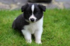 Border collie s PP