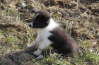 Border collie s PP