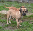 BOERBOEL  S PP -   fenka, 4 msce