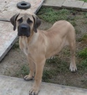 BOERBOEL  S PP -   fenka, 4 msce