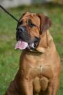 BOERBOEL  S PP -   fenka, 4 msce