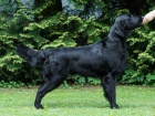 Flat Coated Retrievera s PP