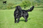 Kryt Flat Coated Retrieverem