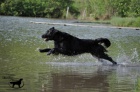 Kryt Flat Coated Retrieverem