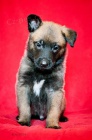 Belgick ovk - Malinois s pp