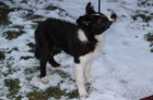 Border collie s PP