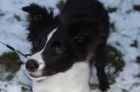 Border collie s PP