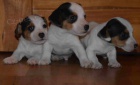 jack russell terier