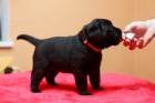 Labrador retriever - tata s PP