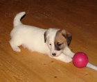 Jack Russell s PP