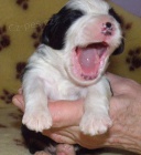 Bearded collie