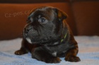 Staffordshire Bull Terrier s PP