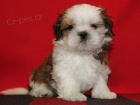 Shih-tzu, i-tzu ttka s PP