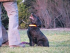 Flat Coated Retriever - tn s PP