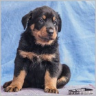 Beauceron - ttka s PP