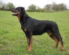 Beauceron - tn s PP - v R nov 