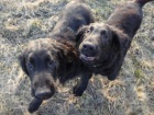 Flat Coated Retriever