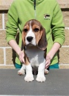 Beagle (bgl)