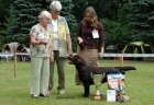 Labradorsk retriever okoldov ttka s PP