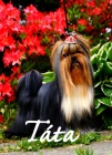 Jorkrsk terir s PP - TATA, yorkshire terrier