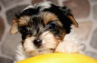 Biewer Yorkshire terrier