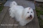 tata Coton de Tulear