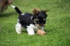 Biewer Yorkshire terrier