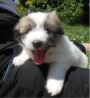 tata Coton de Tulear