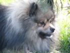 nmeck pic pomeranian