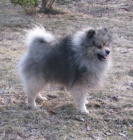 nmeck pic pomeranian