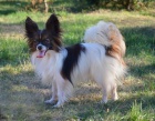 papillon motlek