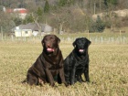 tata Labradorsk retriever