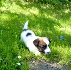 Jack Russel terier