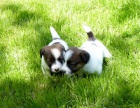 Jack Russel terier