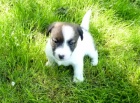 Jack Russel terier