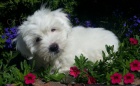 tn Coton de Tulear