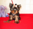 yorkshire terrier s PP